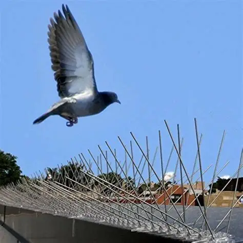 Dépigeonnage 